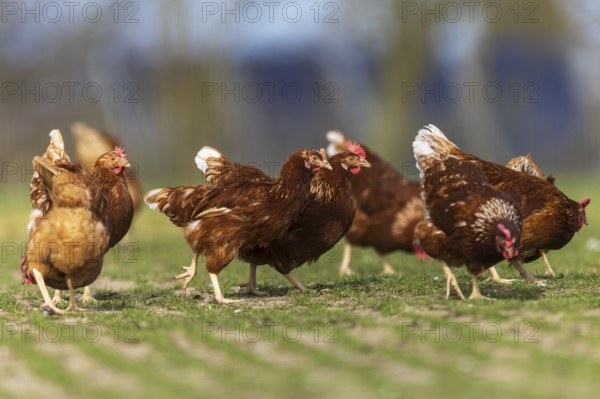 Several chickens moving together on a green meadow, domestic chicken, Rhineland-Palatinate, Germany, Europe