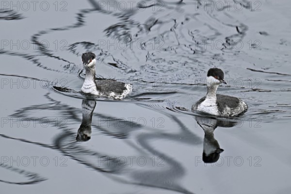 Two Slavonian grebes (Podiceps auritus), adult, in their winter plumage, swimming in Lake Zug, Switzerland, Europe