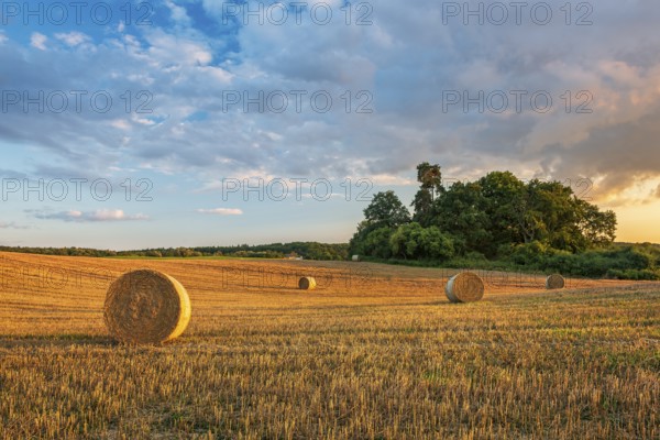 Typical hilly landscape with copses in the evening light, stubble field with round straw bales, terminal moraine landscape, Schorfheide-Chorin Biosphere Reserve, Uckermark, Brandenburg, Germany, Europe