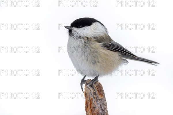 Willow tit (Poecile montanus borealis, Parus montanus) perched on branch in winter, Finland, Scandinavia, Europe