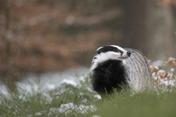 Badger in the snow, Wittlich, Rhineland-Palatinate, Germany, Europe