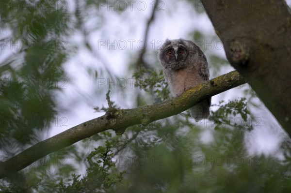 Long-eared owl (Asio otus), young bird, nest fledgling, Bottrop, Ruhr area, North Rhine-Westphalia, Germany, Europe