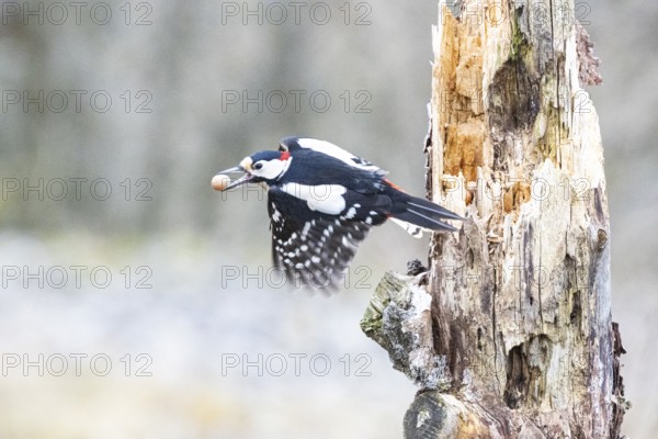 Great spotted woodpecker (Dendrocopus major) ml Germany