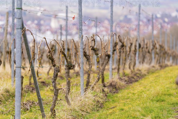 Detailed view of vines in a vineyard with steel posts and distance in the background, Großbottwar, Ludwigsburg district, Baden-Württemberg, Germany, Europe