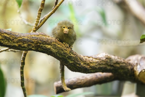 Eastern pygmy marmoset (Cebuella niveiventris) climbing on a tree in a forest, captive, Germany, Europe