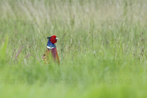 Pheasant, hunting pheasant (Phasianus colchicus), adult male bird in a meadow, lifts its head out of the grass, animal portrait, wildlife, Lembruch, Ochsen Moor, Dümmer nature park Park, Lower Saxony, Germany, Europe