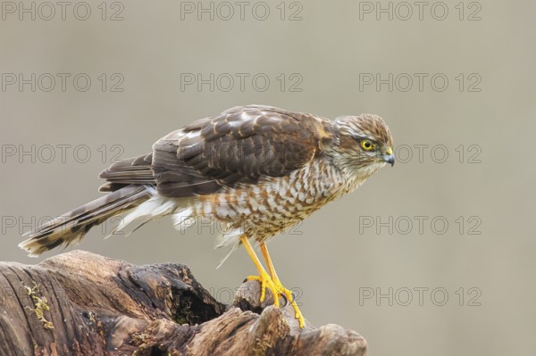 Sparrowhawk (Accipiter nisus) male, standing attentively on a root, wildlife, bird of prey, nature photography, autumn, Neunkirchen, Siegerland, North Rhine-Westphalia, Germany, Europe