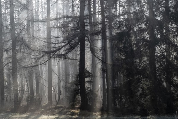 Fog in the coniferous forest, Emsland, Lower Saxony, Germany, Europe