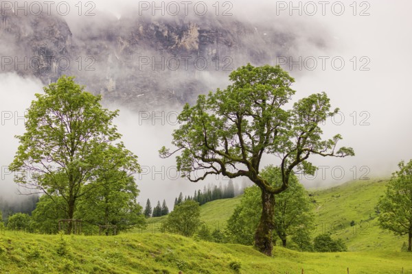 Nature conservancy area Grosser Ahornboden. Sycamore maple trees, Acer pseudoplatanus, in summer. Karwendel mountains in the background. Eng valley, Tyrol, Austria, Europe