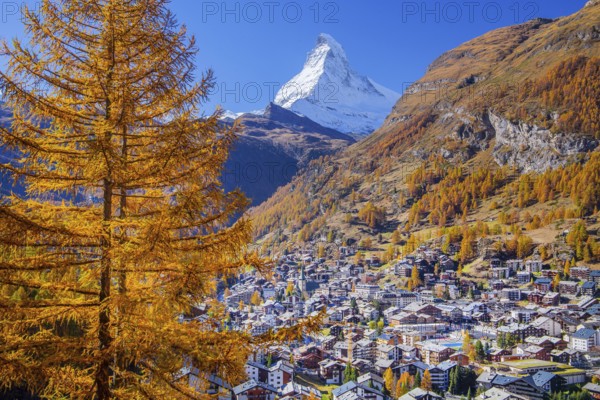 View of the village with Matterhorn 4478m and golden yellow larches in autumn, Zermatt, Mattertal, Valais, Switzerland, Europe