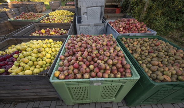 Boxes of fruit delivered to the yard of a cidery, Mecklenburg-Vorpommern, Germany, Europe