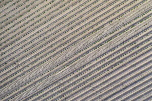 Aerial view of a potato field with ridges and young shoots, Dresden, Saxony, Germany, Europe