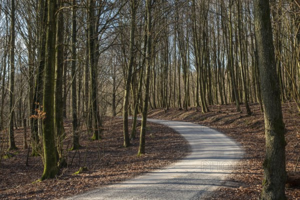 Narrow winding road through forest in spring-winter in Snogeholm nature reserve, Sjöbo municipality, Skåne county, Sweden, Scandinavia, Europe