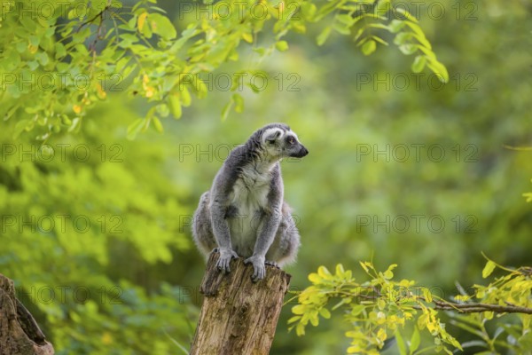 A ring-tailed lemur (Lemur catta) stands high up on a branch of tree with fresh green leafs