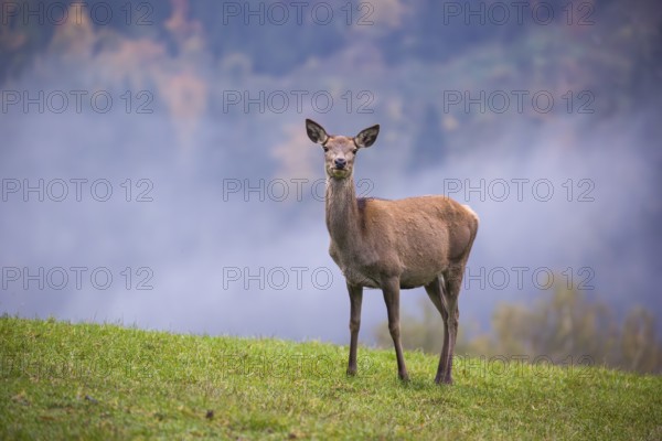 A red deer hind (Cervus elaphus) stands in a meadow on a foggy day