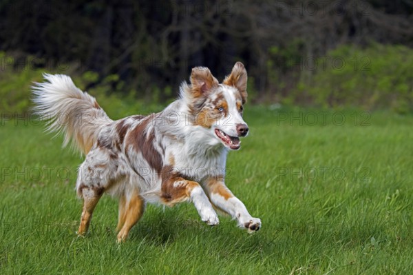 Australian Shepherd, Aussie, breed of herding dog from the United States running in meadow