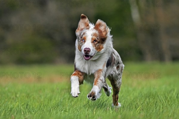 Australian Shepherd, Aussie, breed of herding dog from the United States running in meadow