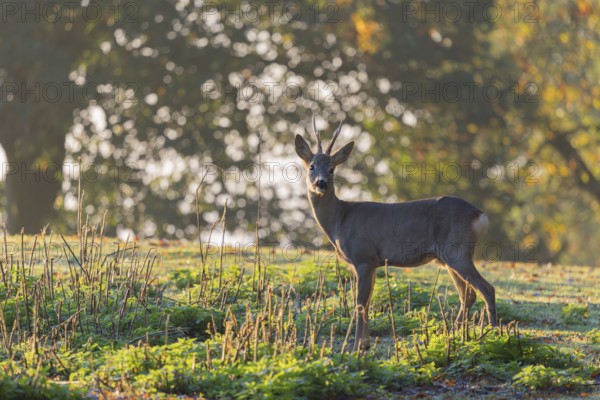 A roebuck (Capreolus capreolus) stands against the light in a meadow at sunrise. A forest can be seen in the background