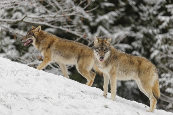 A grey wolf (Canis lupus lupus) stands on a snow-covered meadow on a cold, cloudy day. Another wolf passes behind him. A forest can be seen in the background