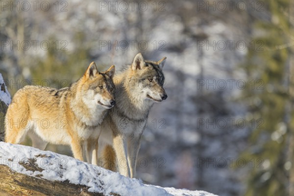 Two grey wolves (Canis lupus lupus) stand on a snow-covered hill between a rock and a fallen tree on a cold, sunny day