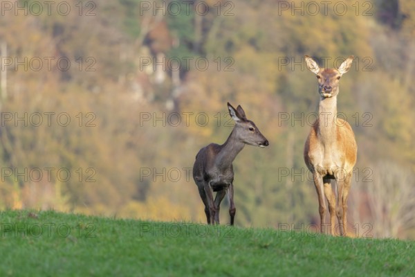 An adult red deer hind (Cervus elaphus) and a calf are standing in a meadow in the beautiful morning light. A forest with autumn leaves can be seen in the background