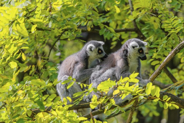 Two ring-tailed lemurs (Lemur catta) sit high up in a tree on a branch between fresh green leaves and play with each other or preen themselves or look around