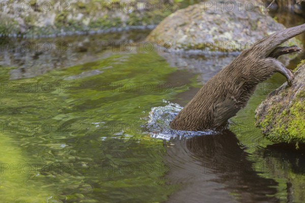 One Eurasian otter (Lutra lutra), walking over a mossy rock and jumps into the water. Green vegetation and rocks around him