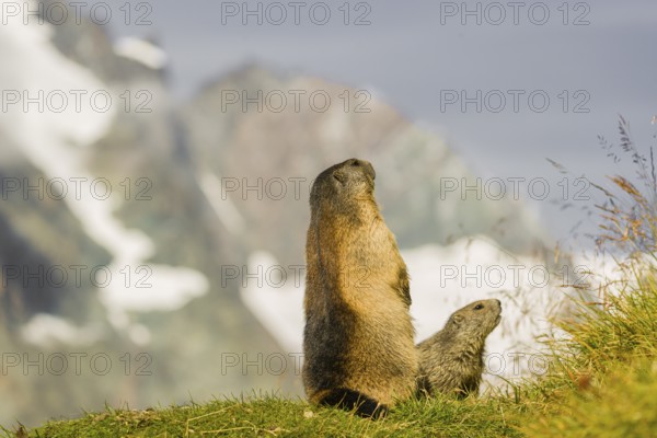 An adult Alpine Marmot, Marmota marmota, stands tall, calling an alert for an eagle approaching. A young marmot is close by. Snow covered mountains in the background