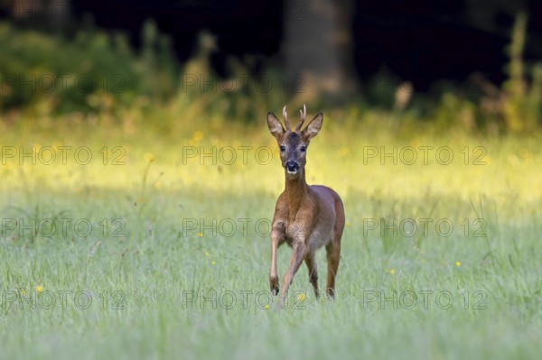 Fleeing European roe deer (Capreolus capreolus) buck, male running through grassland at forest edge in summer