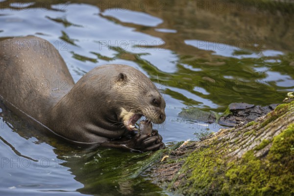 One giant otter or giant river otter (Pteronura brasiliensis) resting on a log lying in the water, eating a fish