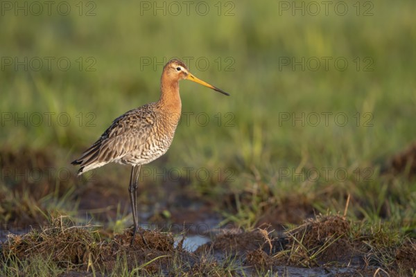 Black-tailed godwit (Limosa limosa), in a wet meadow, Ochsenmoor, Dümmer, Lemförde, Lower Saxony, Germany, Europe