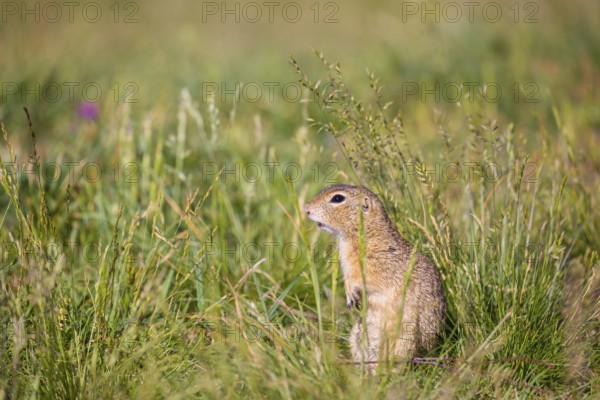 A European ground squirrel (Spermophilus citellus) or European souslik sits in green gras, looking for food