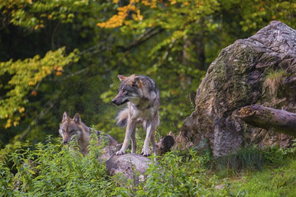 An adult male eurasian gray wolf (Canis lupus lupus) stands on a log and shakes off the water of his fur