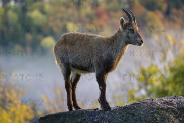 An adult female ibex (Capra ibex) stands on a rock. A forest in autumn colors can be seen in the background