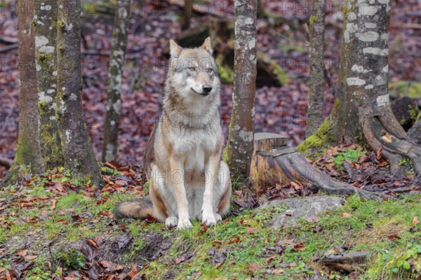 An adult female grey wolf (Canis lupus lupus) sits at the edge the forest on an overcast day