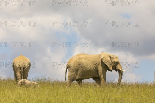 Two adult female African elephants (Loxodonta africana) stand with a baby elephant on a meadow with tall grass