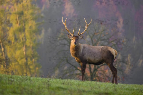 An Altai maral stag, Altai wapiti or Altai elk (Cervus canadensis sibiricus) stands on a meadow in the very first light of the day. Trees in autumn colors stand in the background