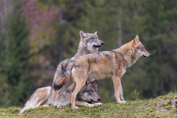 An adult male and a female eurasian grey wolf (Canis lupus lupus) stand on green meadow on top of a hill. One of her pups stands next to them