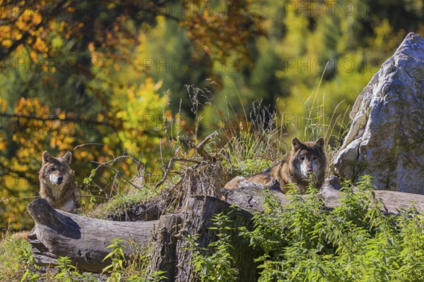 Two eurasian gray wolves (Canis lupus lupus) resting on a small hill between logs and rocks with a colourful fall foliage in the background