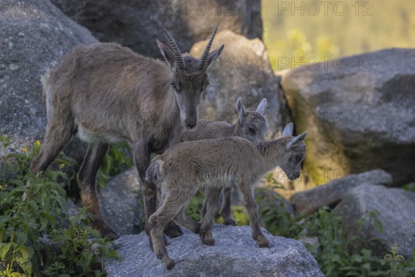 One adult female ibex (Capra ibex) standing on a rock with her two babies next to her. Some rocks and green vegetation around