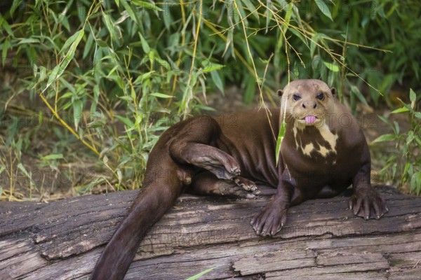 A giant otter or giant river otter (Pteronura brasiliensis) rests on a rotten tree and scratches himself with his hind leg