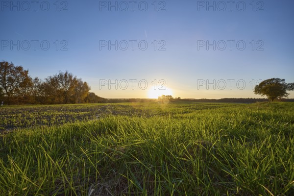 Landscape, grass, fields, trees, sunset, backlight of the sun, frog perspective, Hanstedt in der Nordheide, Lüneburger Heide, district of Harburg, Lower Saxony, Germany, Europe