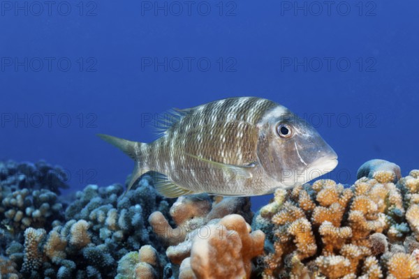 Big-headed snapper (Lethrinus genivittatus), swimming over coral reef, Tuamotu Archipelago, French Polynesia, South Pacific, Pacific Ocean, Oceania