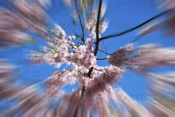 Japanese Cherry, Oriental Cherry, Japanese Cherry Tree, Japanese Blossom Cherry Tree (Prunus serrulata), zoom effect