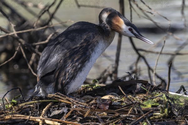 Great Crested Grebe (Podiceps Scalloped ribbonfish) at the nest, Emsland, Lower Saxony, Germany, Europe