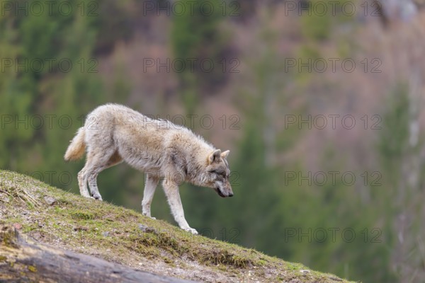 A grey wolf (Canis lupus lupus) walks down a hill on a cloudy day. A forest can be seen in the background
