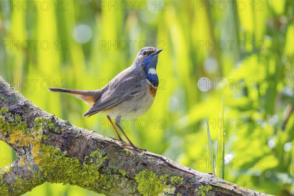 Bluethroat (Luscinia svecica cyanecula) Male Germany