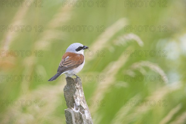 Red-backed shrike (Lanius collurio) ml Germany