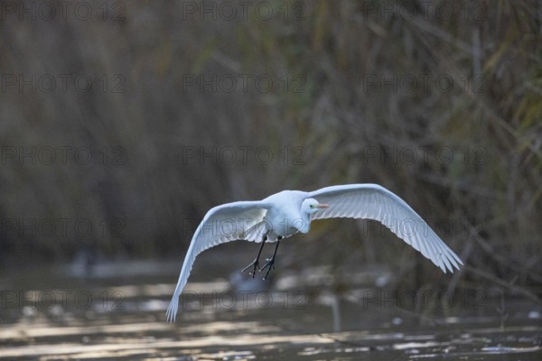 Great White Egret (Egretta alba) Germany