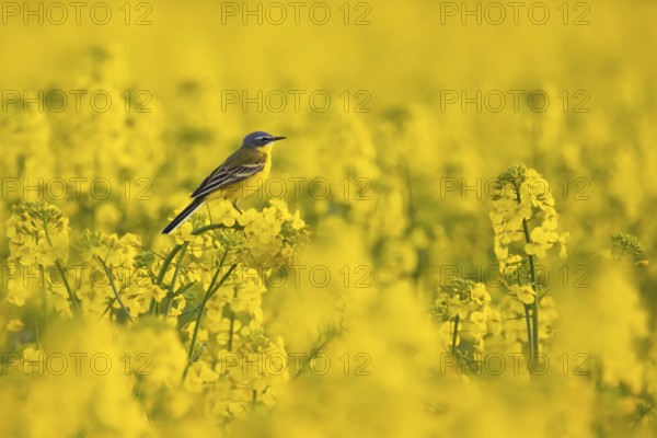 A yellow wagtail sits in spring in a flowering rape field near Frankfurt am Main, Frankfurt am Main, Hesse, Germany, Europe